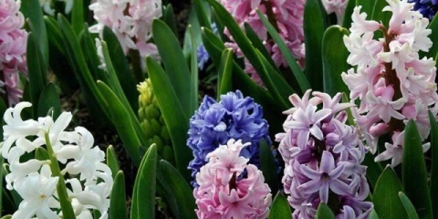 Sadnja zumbula u jesen u predgrađu na otvorenom tlu